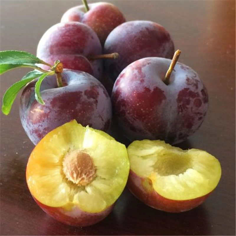 四川理县高原李子红脆李脆红李应季脱骨李产地水果直发新鲜脆李子