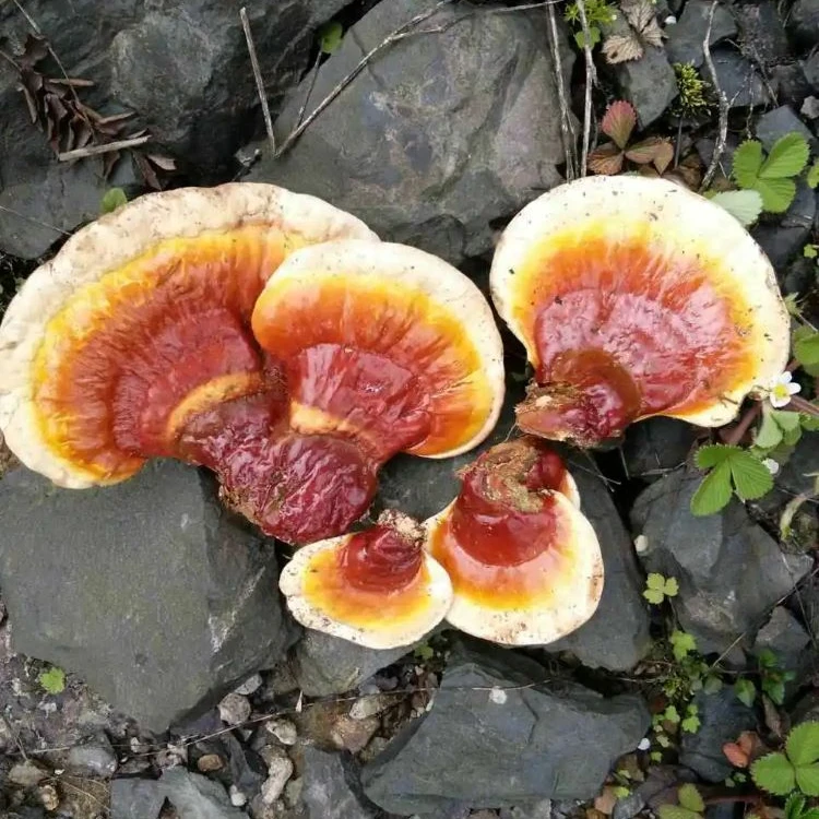 灵芝高原深山白肉藏灵芝100-500克野生正品西藏野白肉灵芝