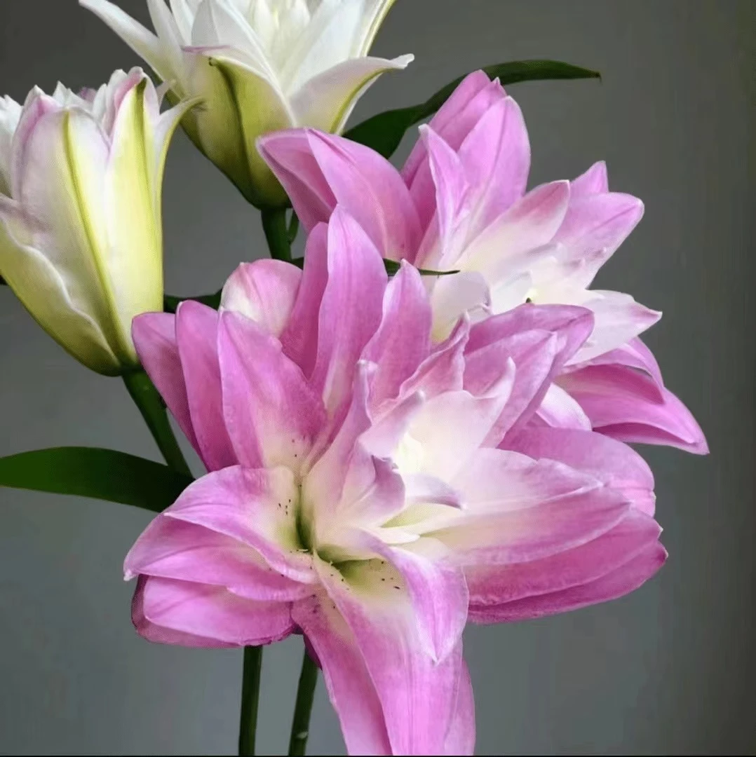 四季可种1颗15/17【莲花微风】庭院阳台重瓣香水百合种球