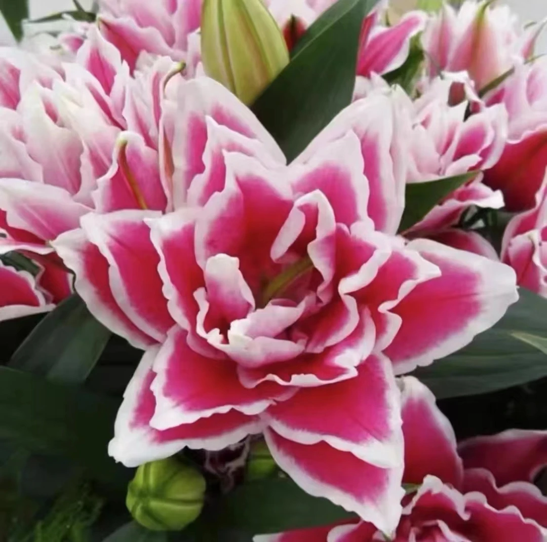 四季可种1颗16/18【火星之恋】庭院阳台重瓣香水百合种球