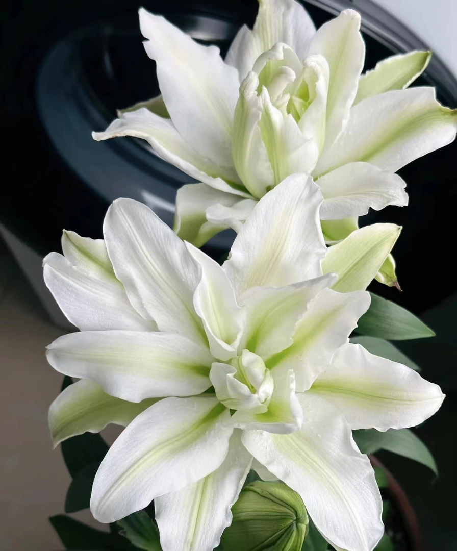 四季可种1颗17/19【爱莎】庭院阳台重瓣香水百合种球