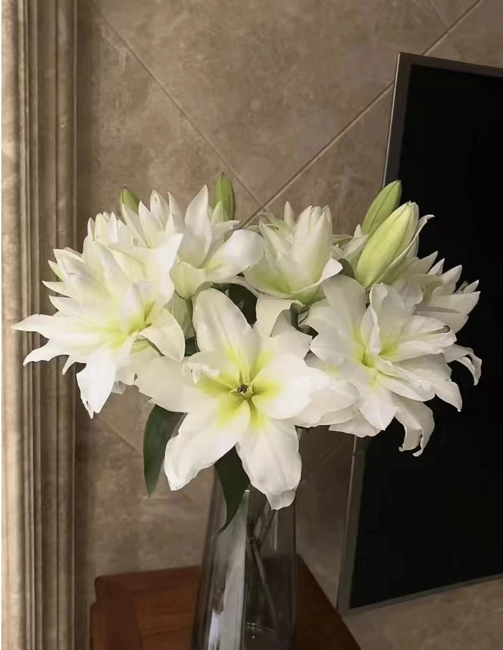 四季可种1颗 20/22【暴风雪】庭院阳台重瓣香水百合种球