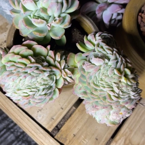 用****子香妃缀化