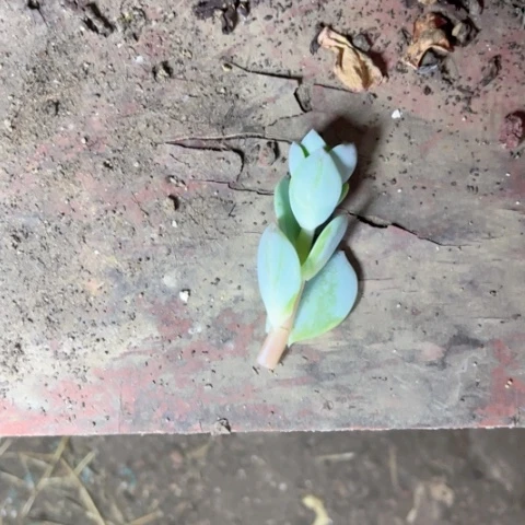 豆*十级福利大群无砍