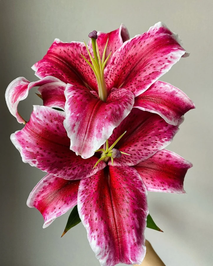 金典黑美人百合种球多年生香水百合