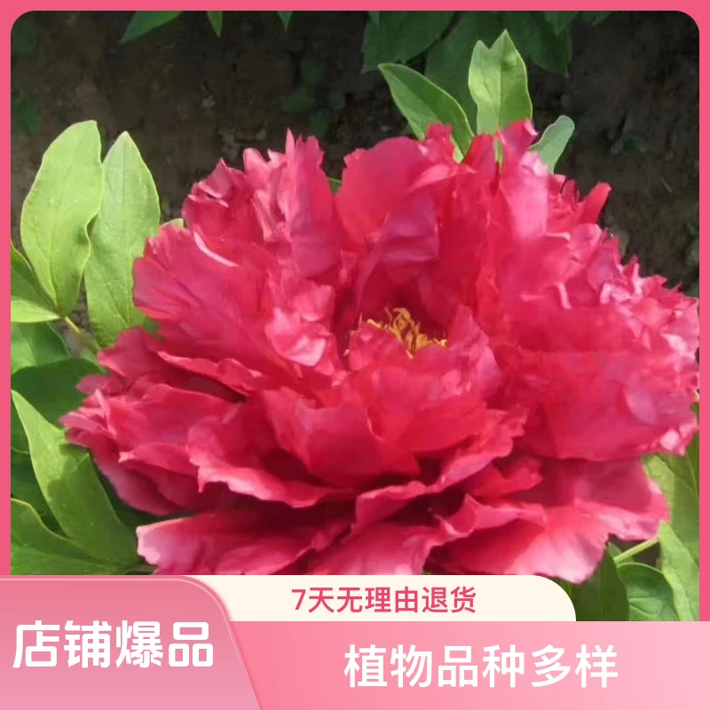 观赏牡丹（旭港）先发肥料，秋天发苗