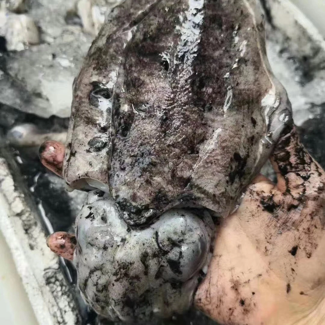 舟山本港野生大墨鱼.