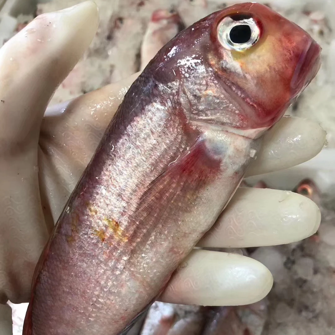 【现挑】舟山本港深海马头鱼方头鱼 .