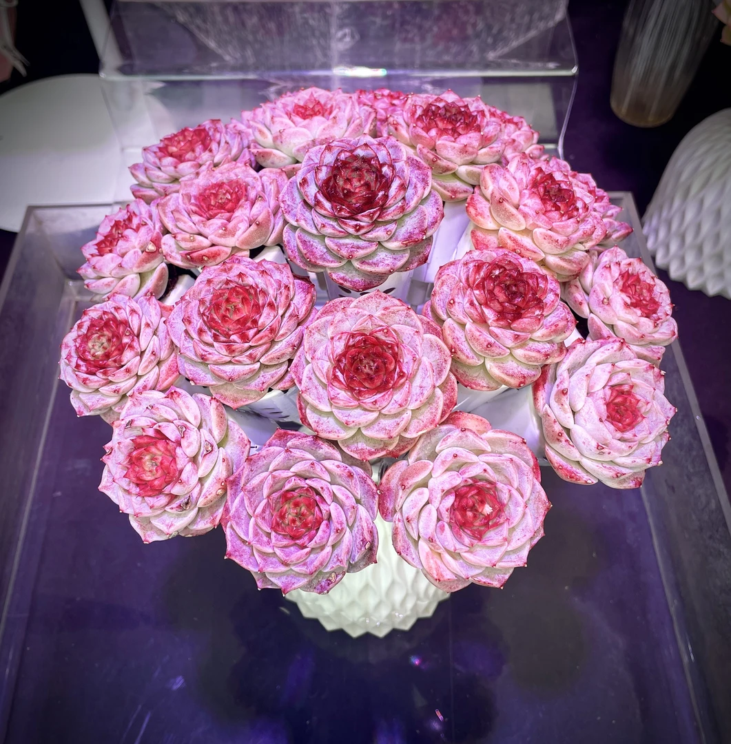 【山外山】无土多肉天鹅绒花束20支（含白枝干，送白色海螺瓶）