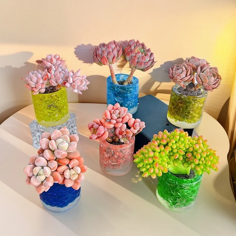 A2无土老桩组合(含圆形水晶花器