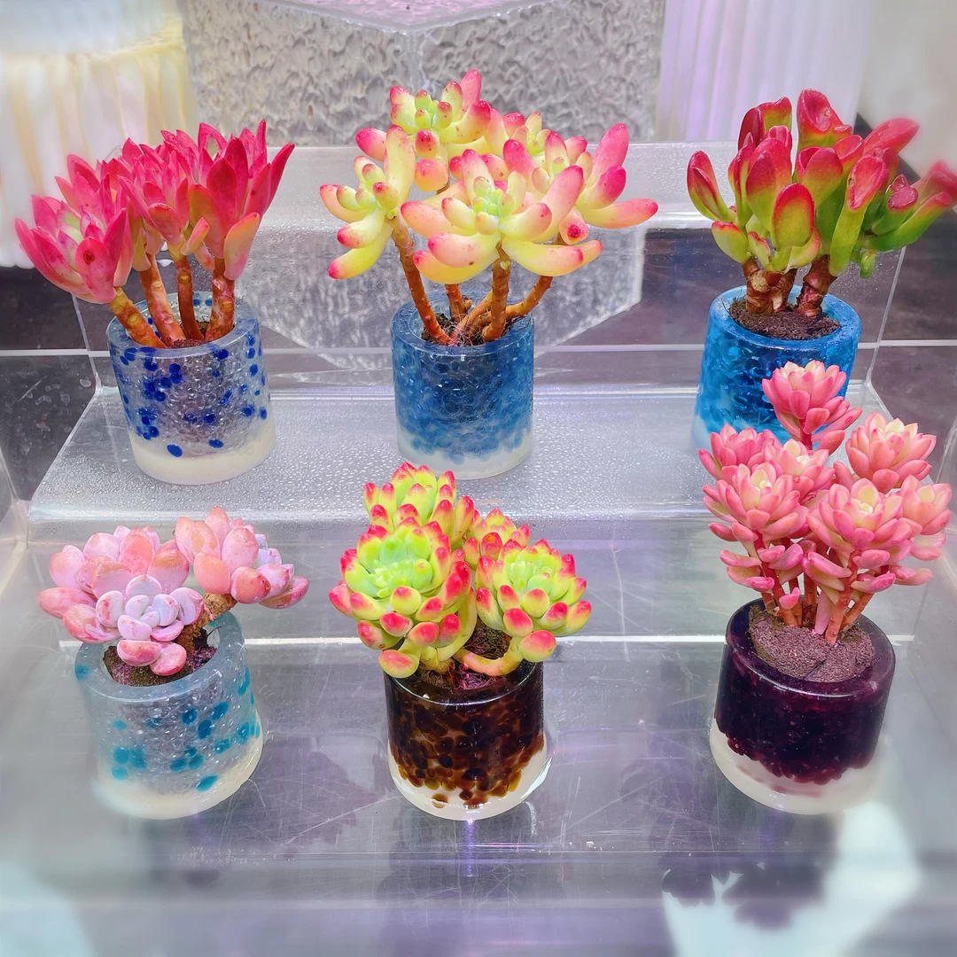 【彩云】N7老桩套餐（含花器）