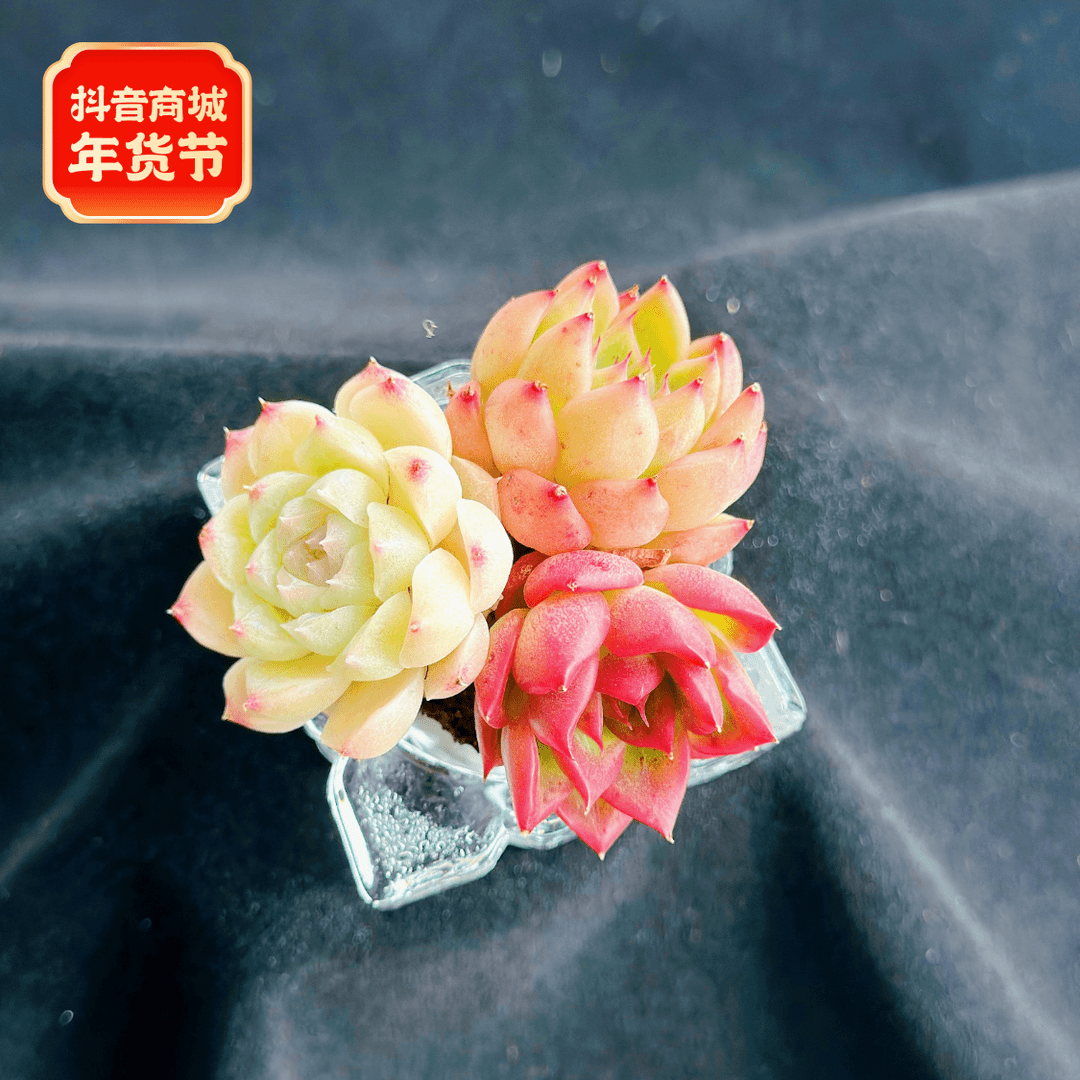 【归月】无土多肉-金玉满堂1颗（含白水晶花器）