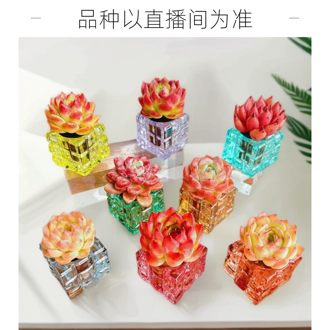 G1无土多肉组合(含四方彩晶盆