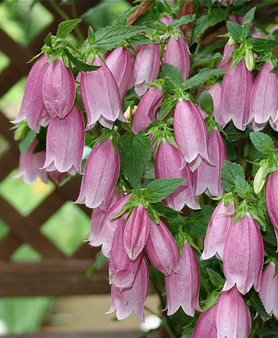 云花园艺【1加仑紫斑风铃卢布】耐热耐寒带花苞基地直发