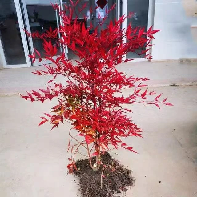 南天竹庭院造景室内种植一年四季都叶盆栽火焰树红色正宗盆栽植物