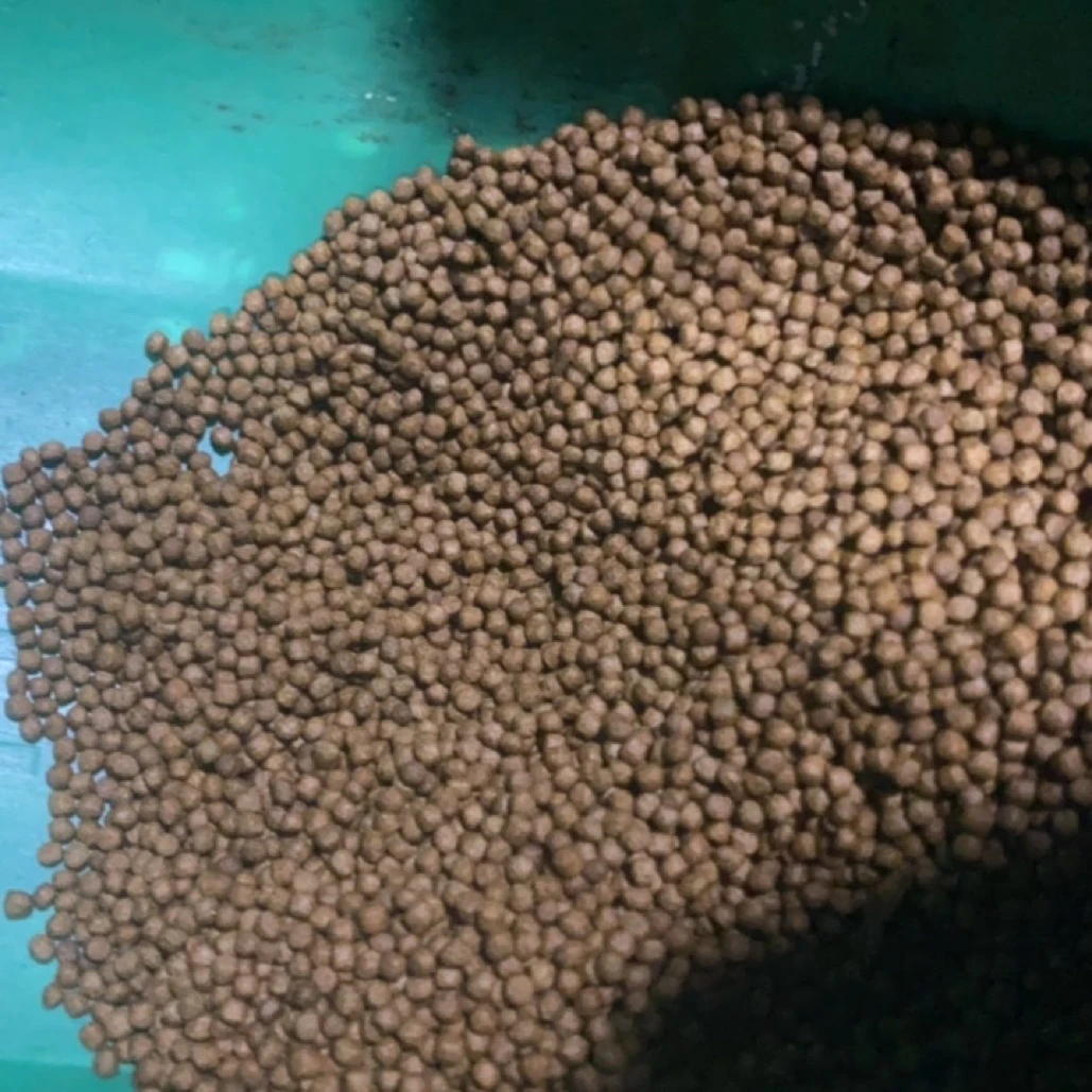 彩锦王锦鲤观赏鱼饲料