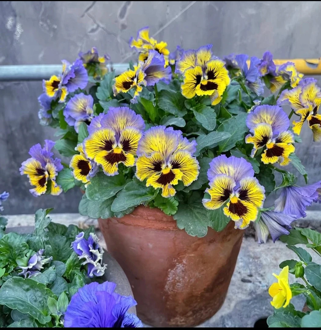 特色皱边角堇盆栽 耐寒 阳台庭院花期长颜色多一物一拍 拍一发二