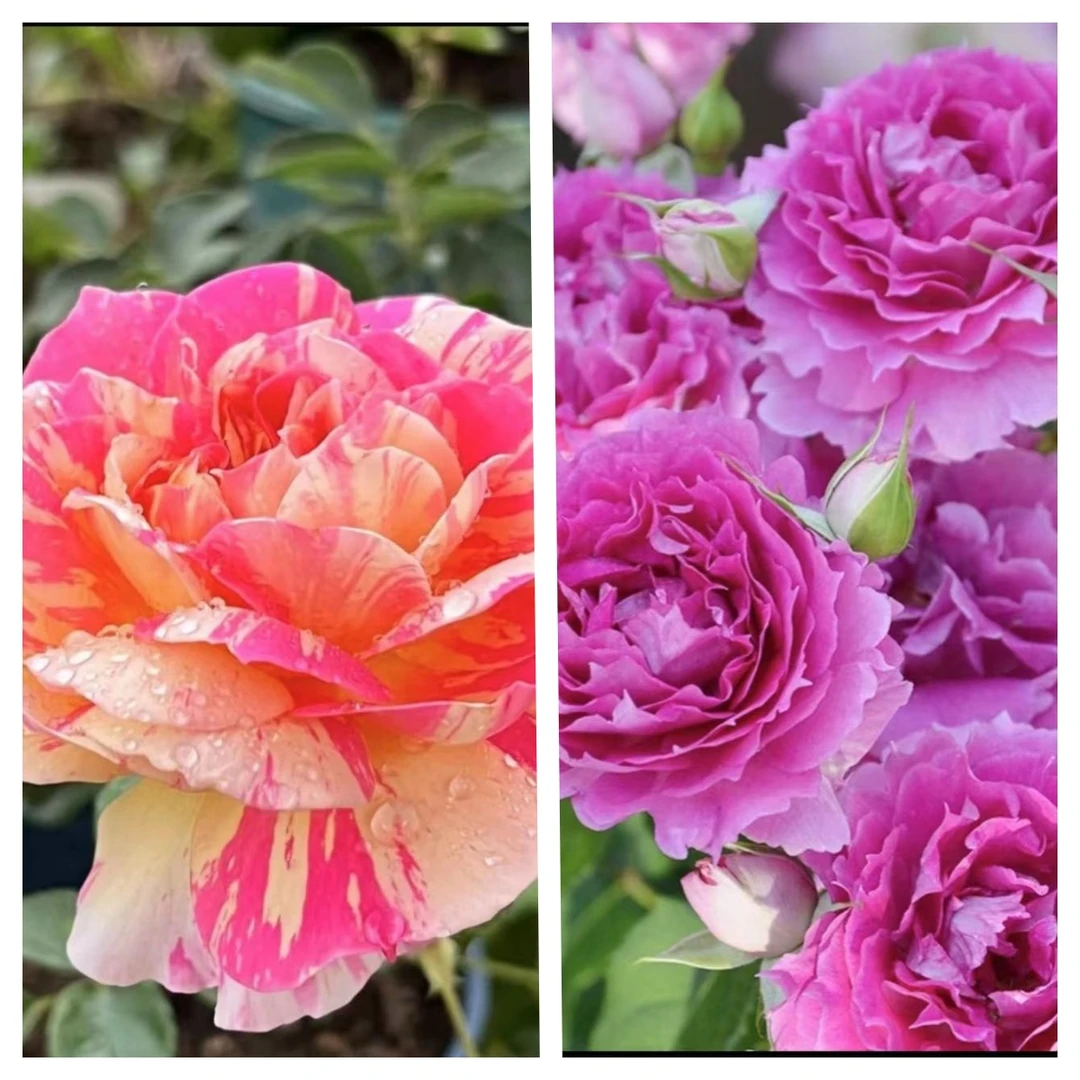 永福【香水莫奈+天方夜谭】清香型耐寒耐热四季开花庭院非常阳台