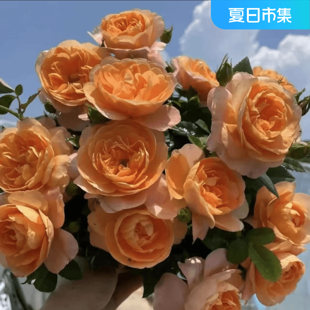 晶彩【果汁阳台+仙度瑞拉】新手植物好养耐活四季开花植株爆花机器
