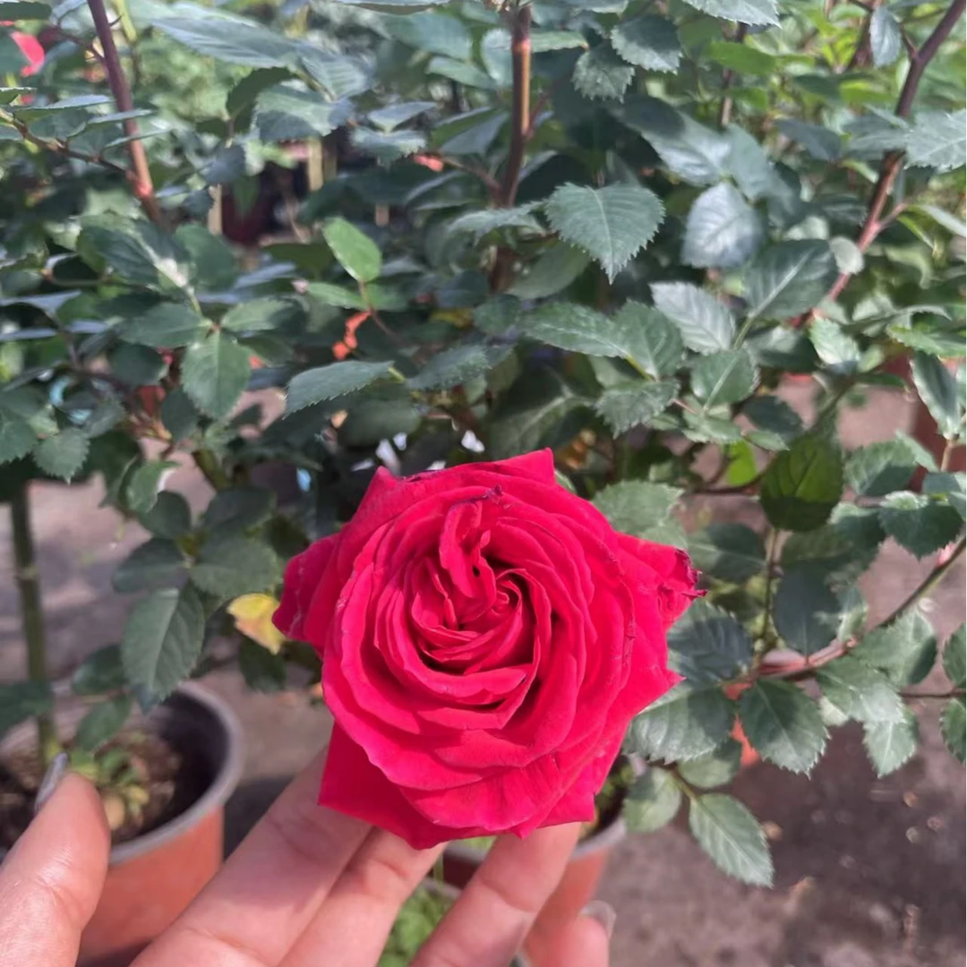 花花【梦幻棒棒糖】棒棒糖树状嫁接棒棒糖四季开花多分支植