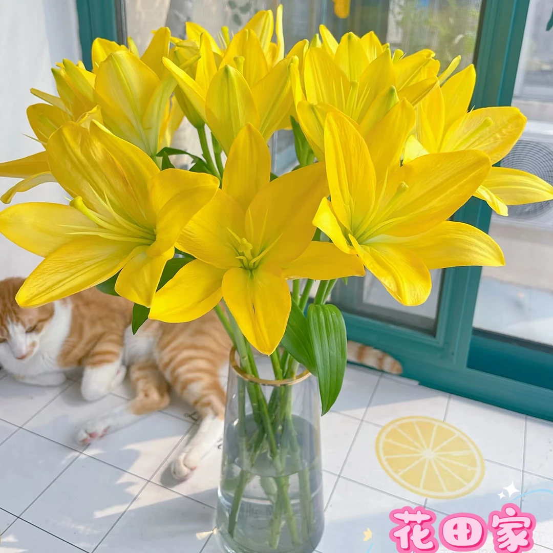 【小黄翘】单瓣百合