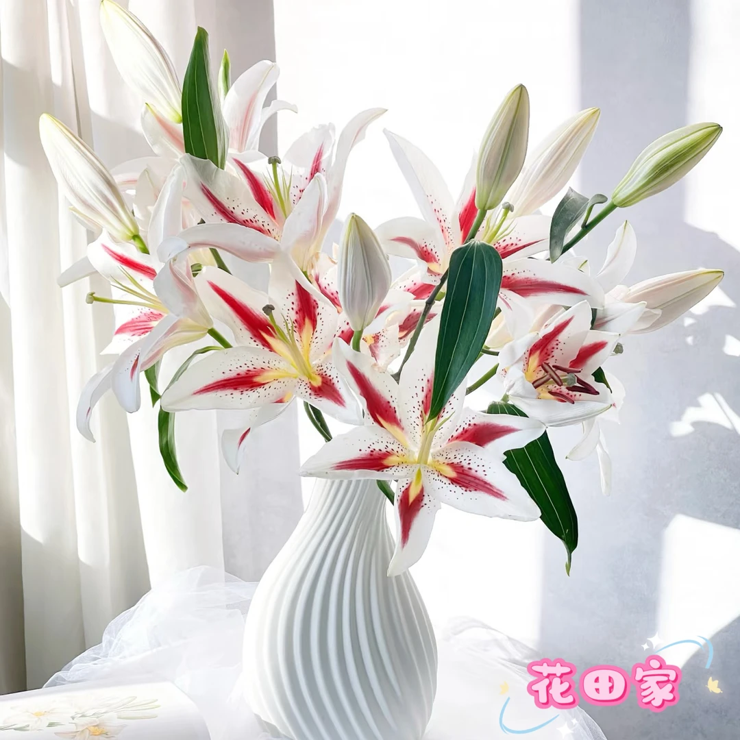 布兰奇blanch单瓣百合 鲜花