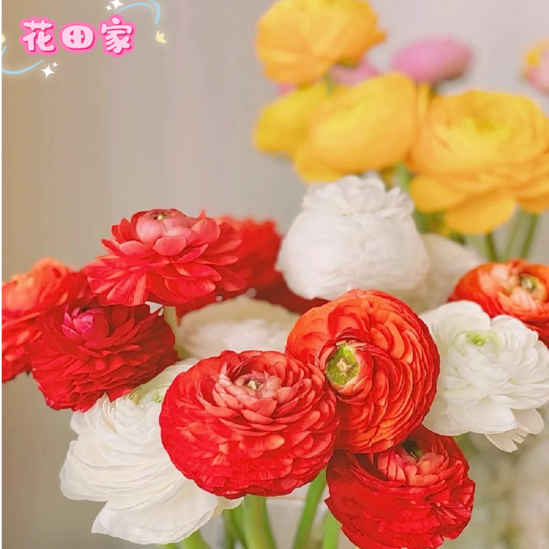 【洋牡丹混色】洋牡丹花田家鲜花