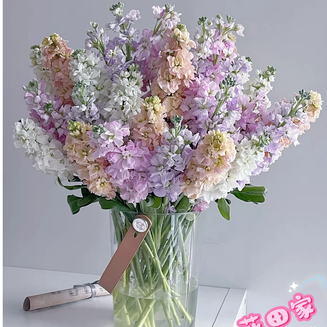 【紫罗兰】花田家鲜花