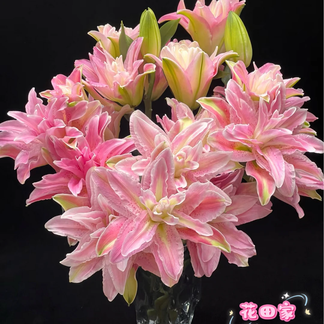 【蜜糖】百合 西宁同城次日达