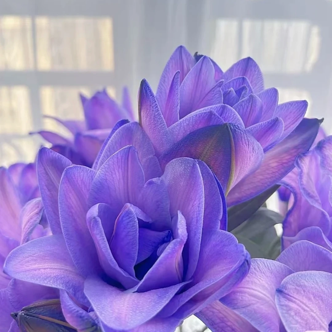 【紫色妖姬】多头百合鲜花