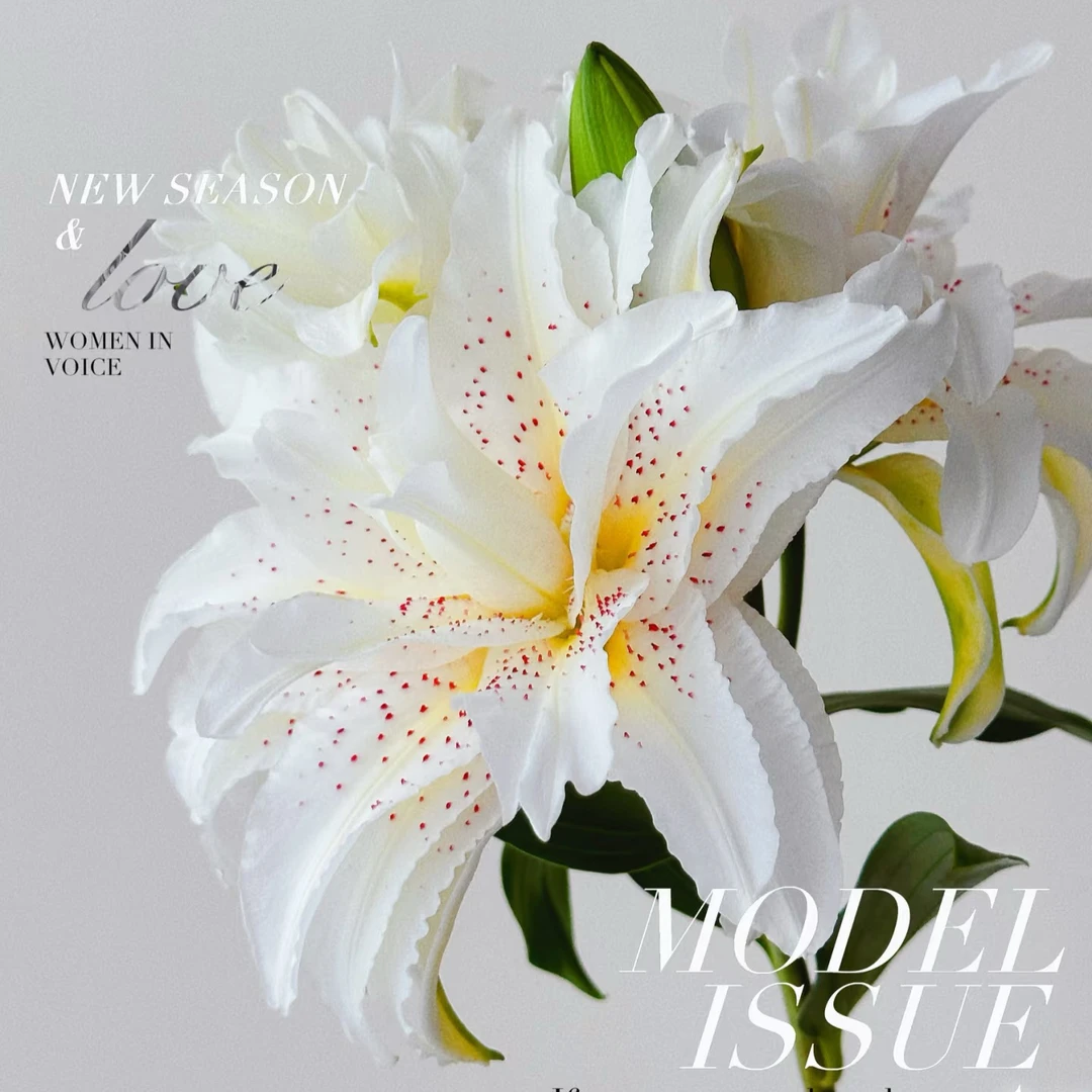 【白拉菲】重瓣百合 西宁同城次日达