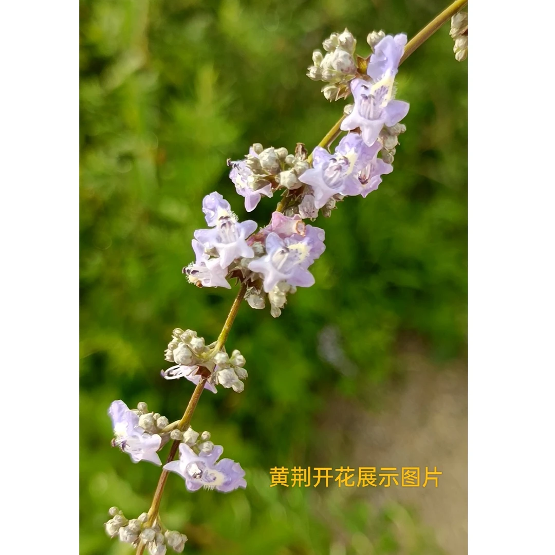 黄荆盆景 天然成型 苍老古朴  适合阳台茶室庭院 直播间一物一拍