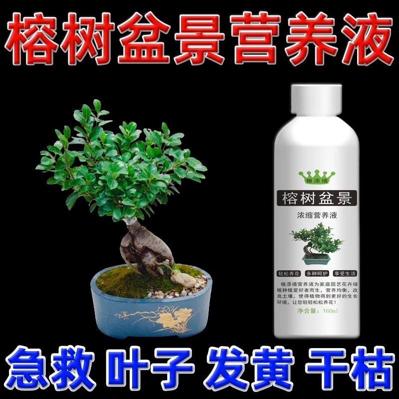 榕树盆景营养盆栽肥料专用松树养护叶面壮根壮苗黄叶掉植物营养液