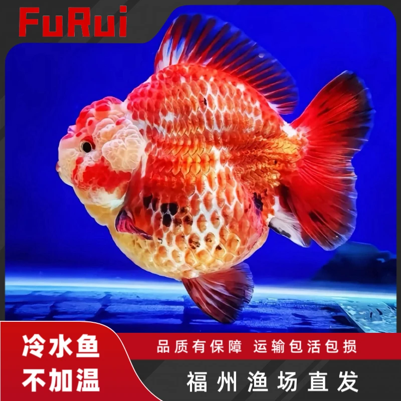 精品短尾将军泰狮金鱼活鱼鱼苗黑白色小型三色玛丽百褶泰狮观赏鱼