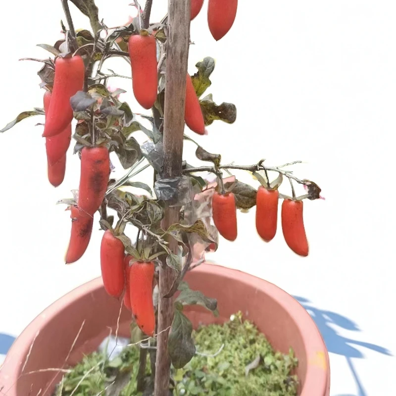 【直播7号链接】金弹子品种桩老桩盆景庭院修剪造型挂果园林造景