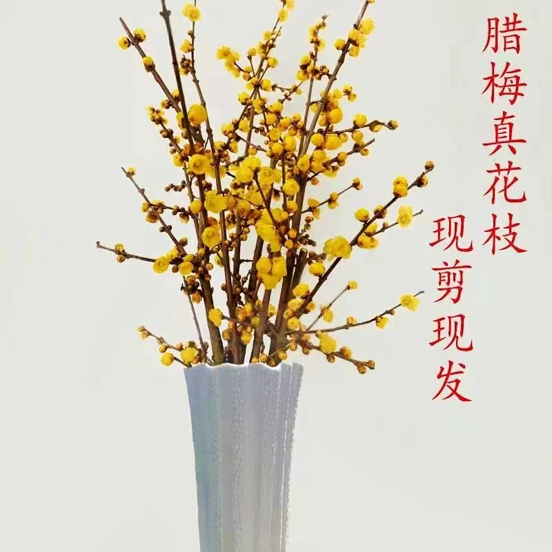 蜡梅鲜切枝花浓郁芳香泡水开花干枝腊梅水培插瓶开花浓香满屋飘香