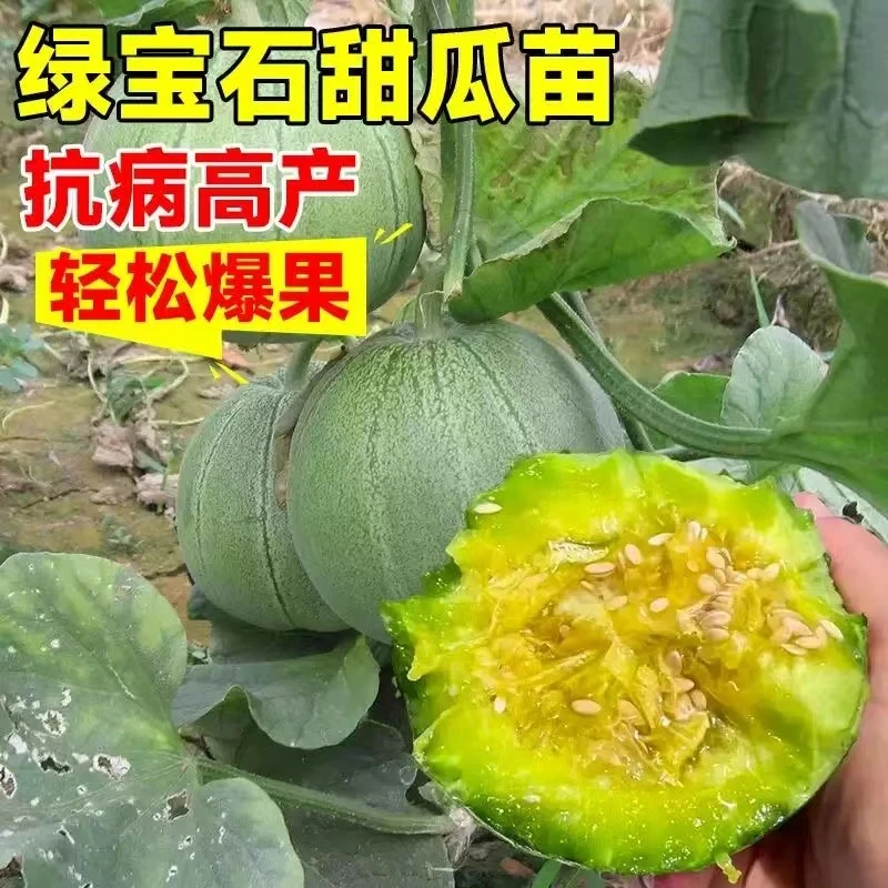 【绿宝石苗】冰糖甜瓜香甜脆高产盆栽阳台庭院大田易栽种四季蔬菜