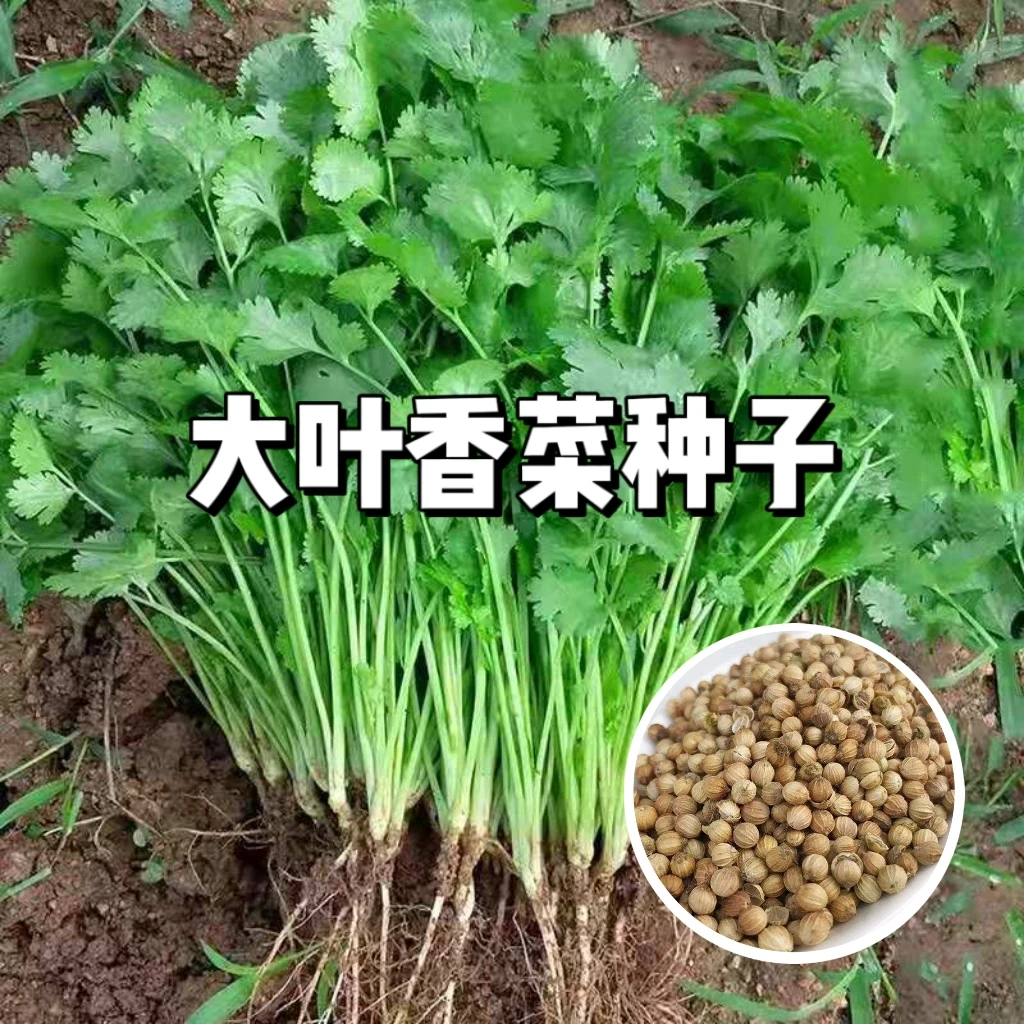 大叶香菜种子耐寒春秋新鲜蔬菜盆栽菜园四季种植蔬菜种子香菜种子