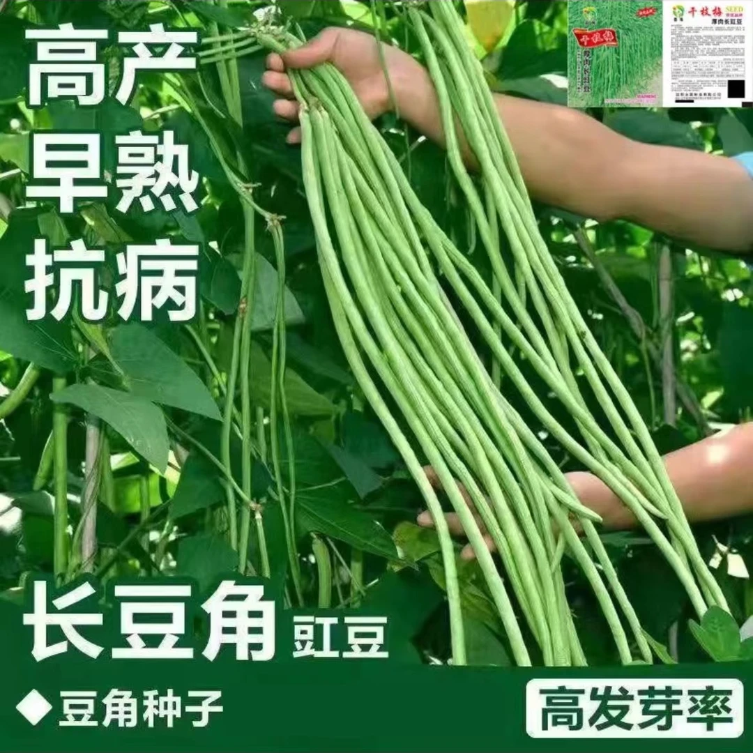长豆角种子优质缸豆种子适应四季蔬菜种子南北均可种植好发芽生长
