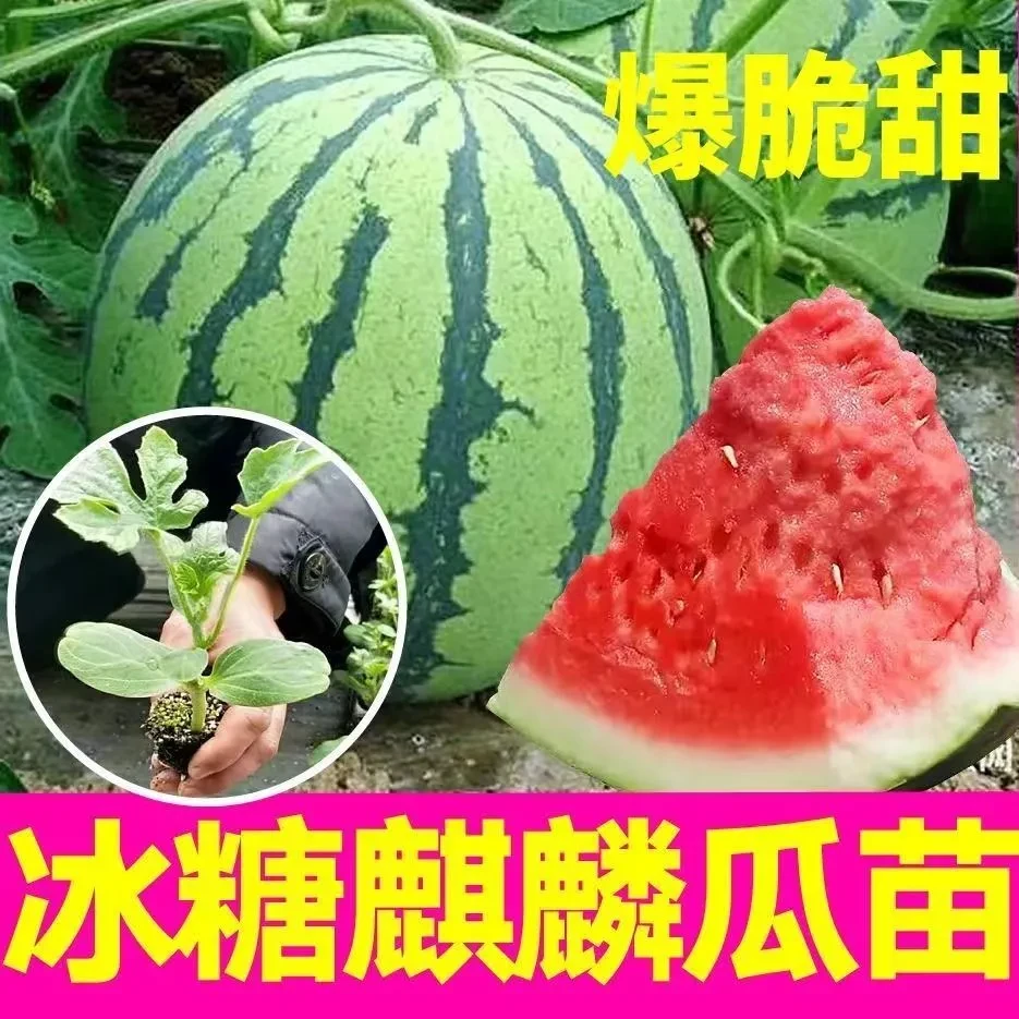 西瓜秧苗冰糖麒麟瓜苗美都西瓜秧苗盆栽地栽优质包赔