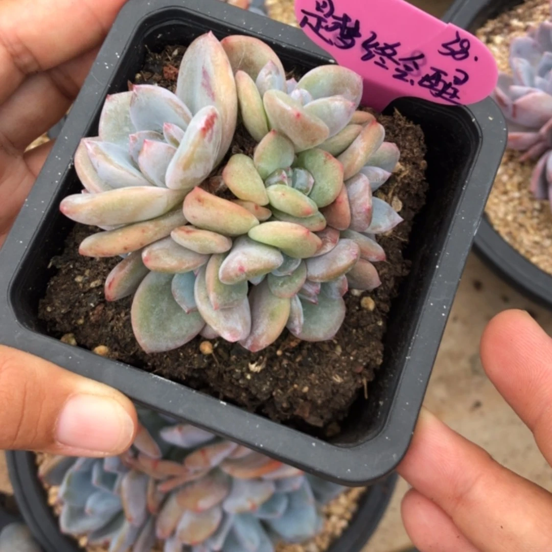 【闪购商品】是***醒是梦终会醒。