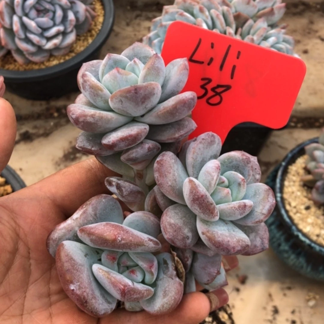 【闪购商品】L**ilili。
