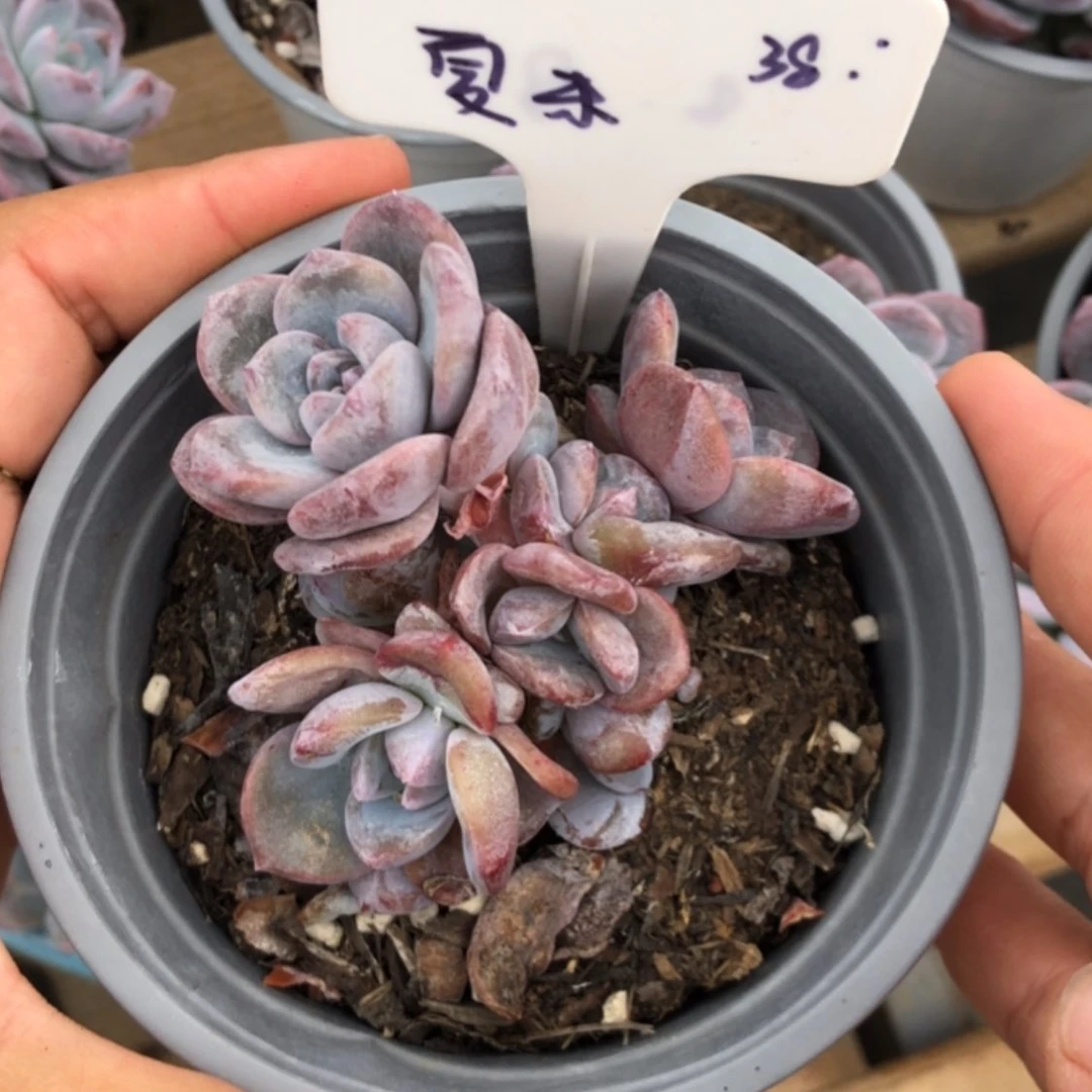 【闪购商品】夏末。