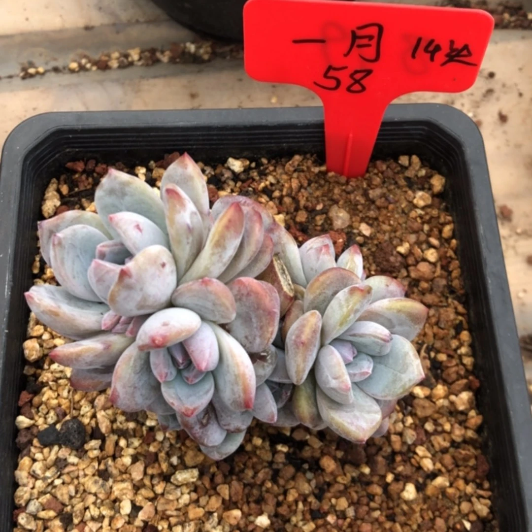 【闪购商品】?*月一月。