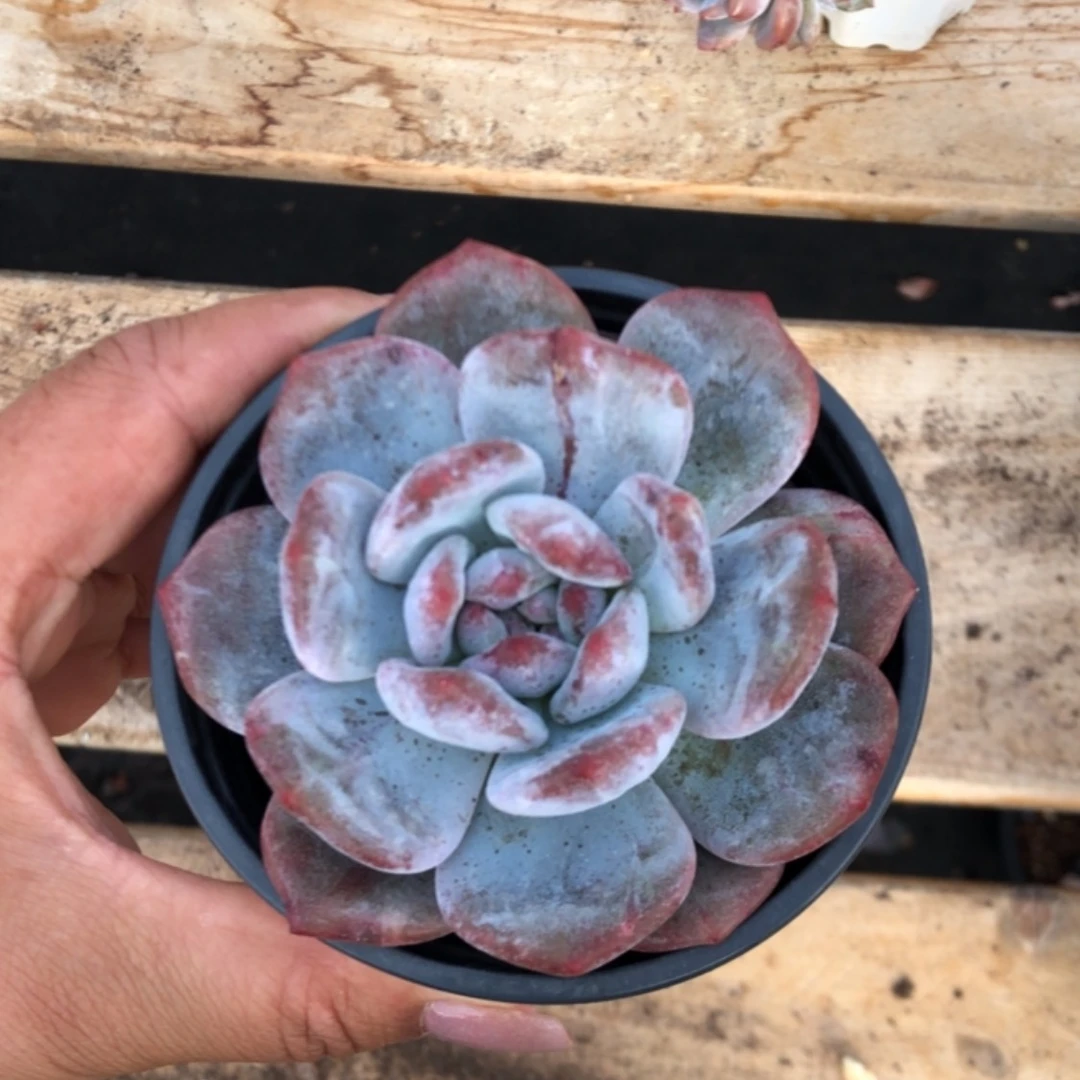 【闪购商品】星影石化拉丝