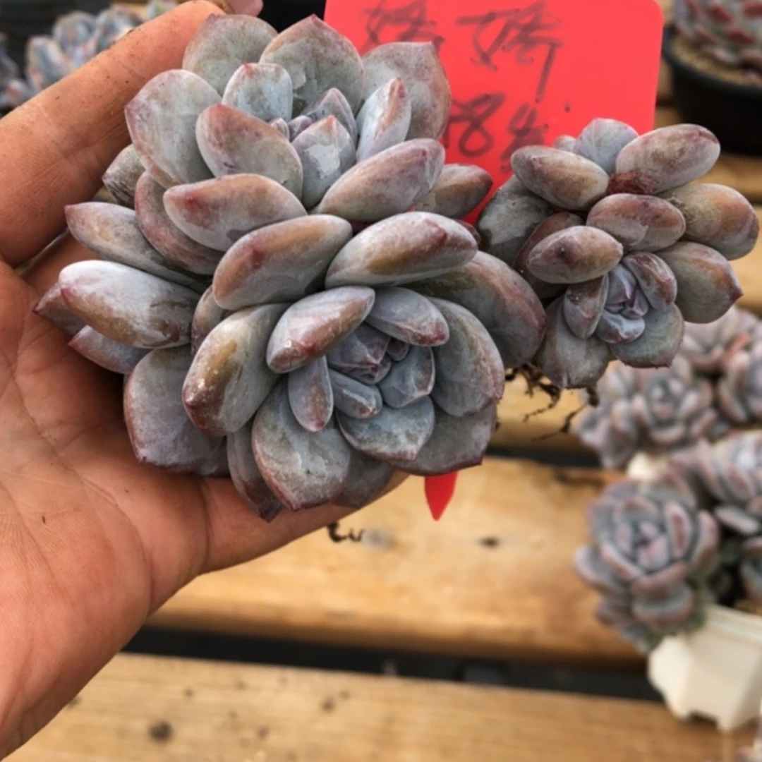 【闪购商品】嬌*娇娇。