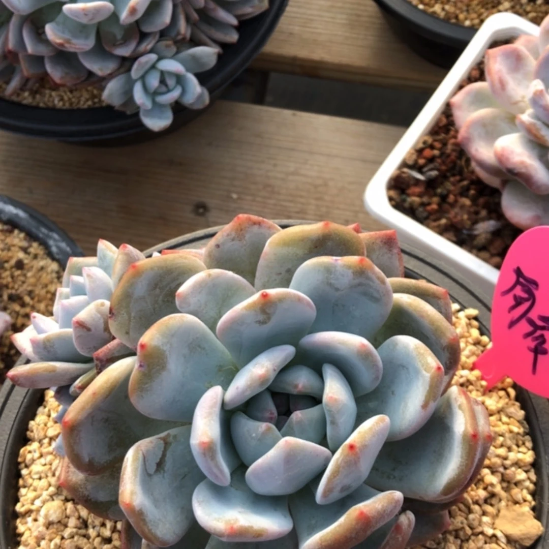 【闪购商品】南筱