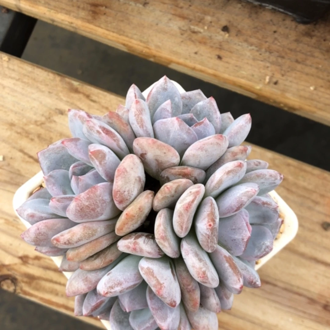 【闪购商品】紫皮小脸。
