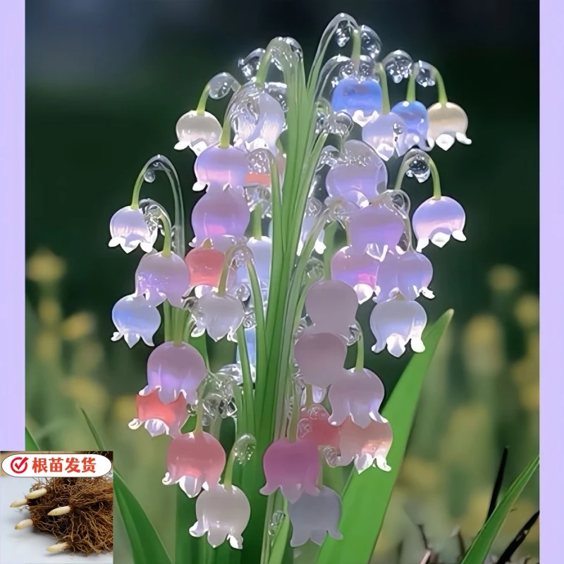 耐寒进口种球四季开花耐冻室内外好养混色【香水铃兰花种球】盆栽