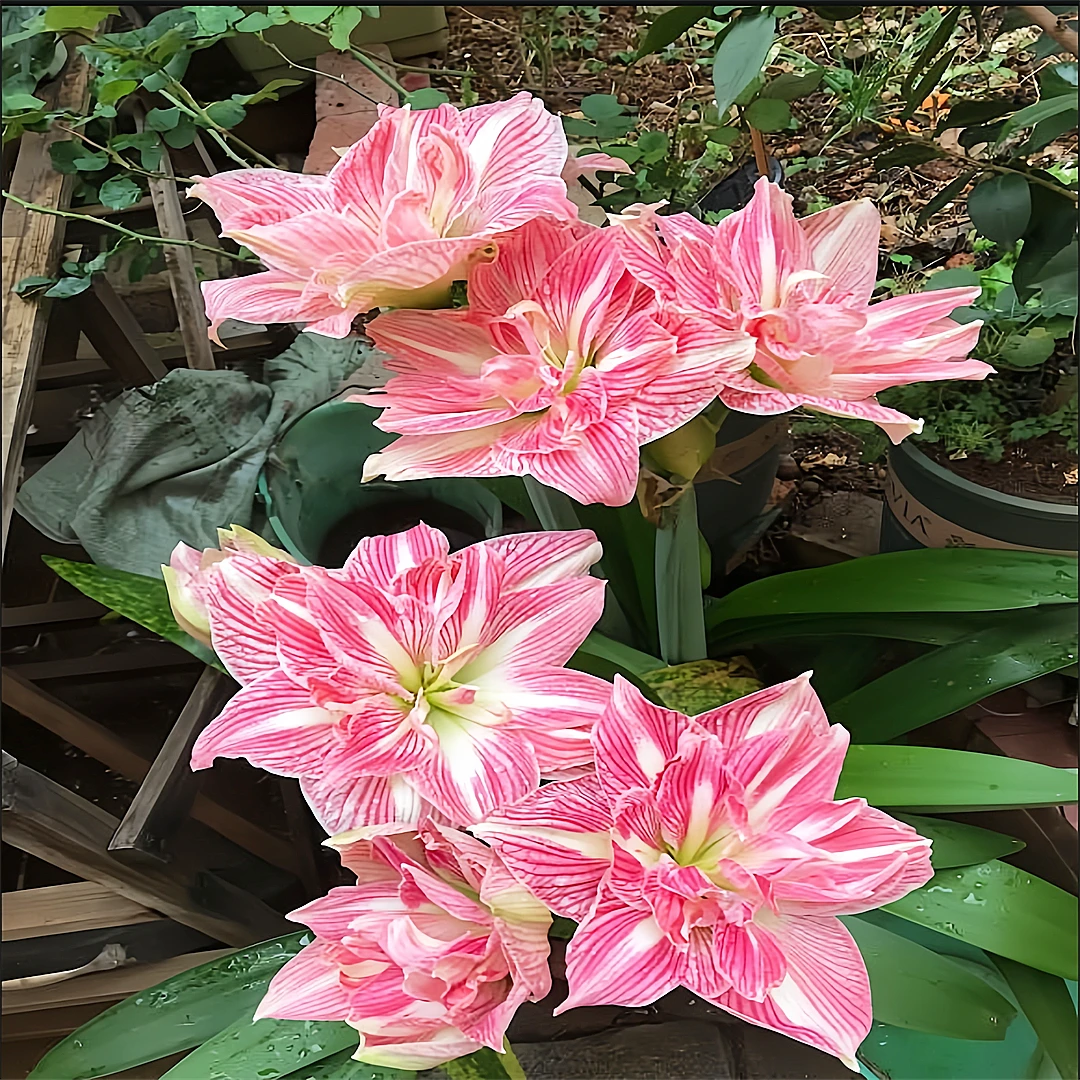 好养饱满种植优选植物重瓣朱顶红种球精品荷兰进口懒人培养好品质